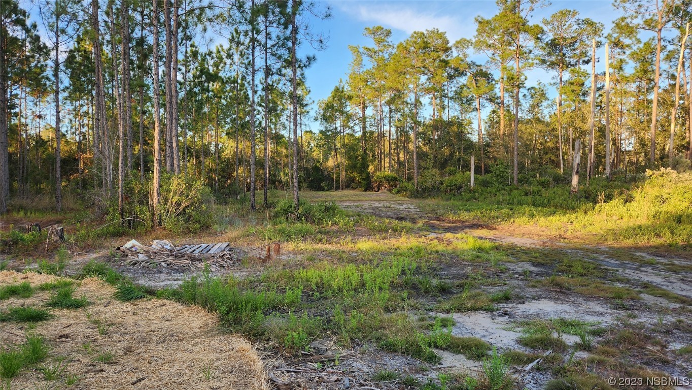 6262 Cherry Lane Bunnell, FL 32110 - Photo 39 of 41 a view of a yard with a tree