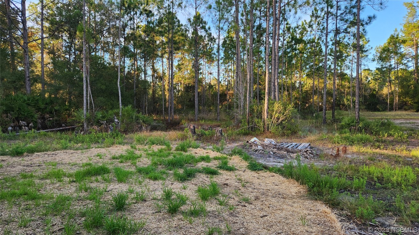 6262 Cherry Lane Bunnell, FL 32110 - Photo 40 of 41 a view of a park with large trees