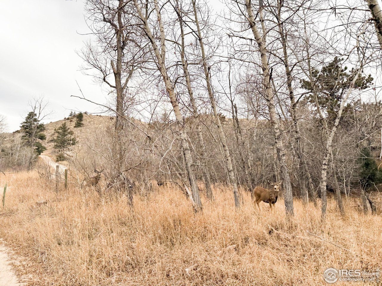 846 Boxer Ranch Road Livermore, CO 80536 - Photo 46 of 46