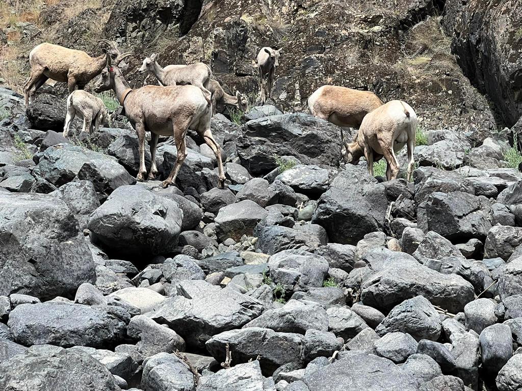 Tbd Tbd None Craigmont, ID 83523 - Photo 41 of 41