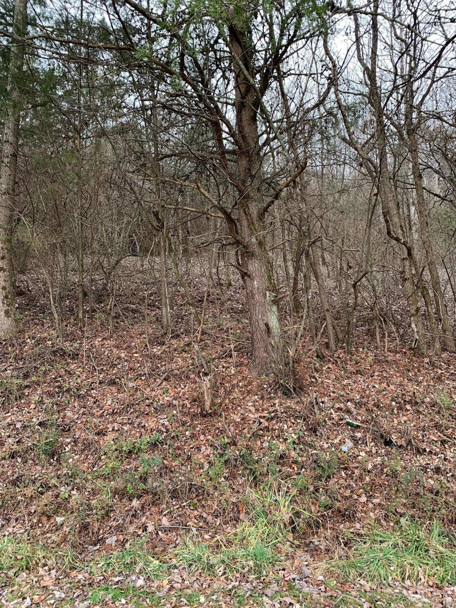 Lot 10 Brantley Acres Road Speedwell, TN 37870 - Photo 4 of 11 IMG_7431