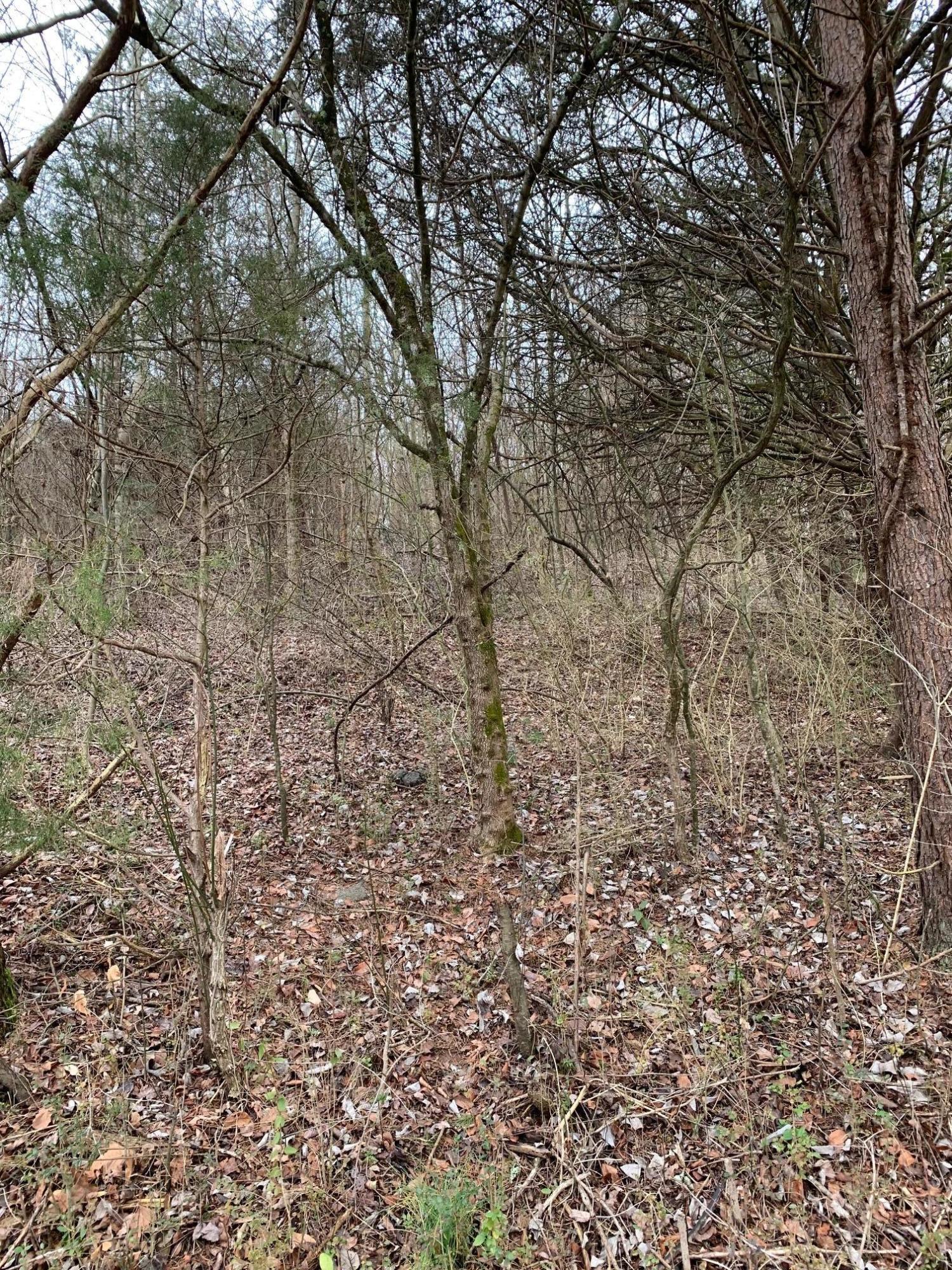 Lot 10 Brantley Acres Road Speedwell, TN 37870 - Photo 7 of 11 IMG_7435