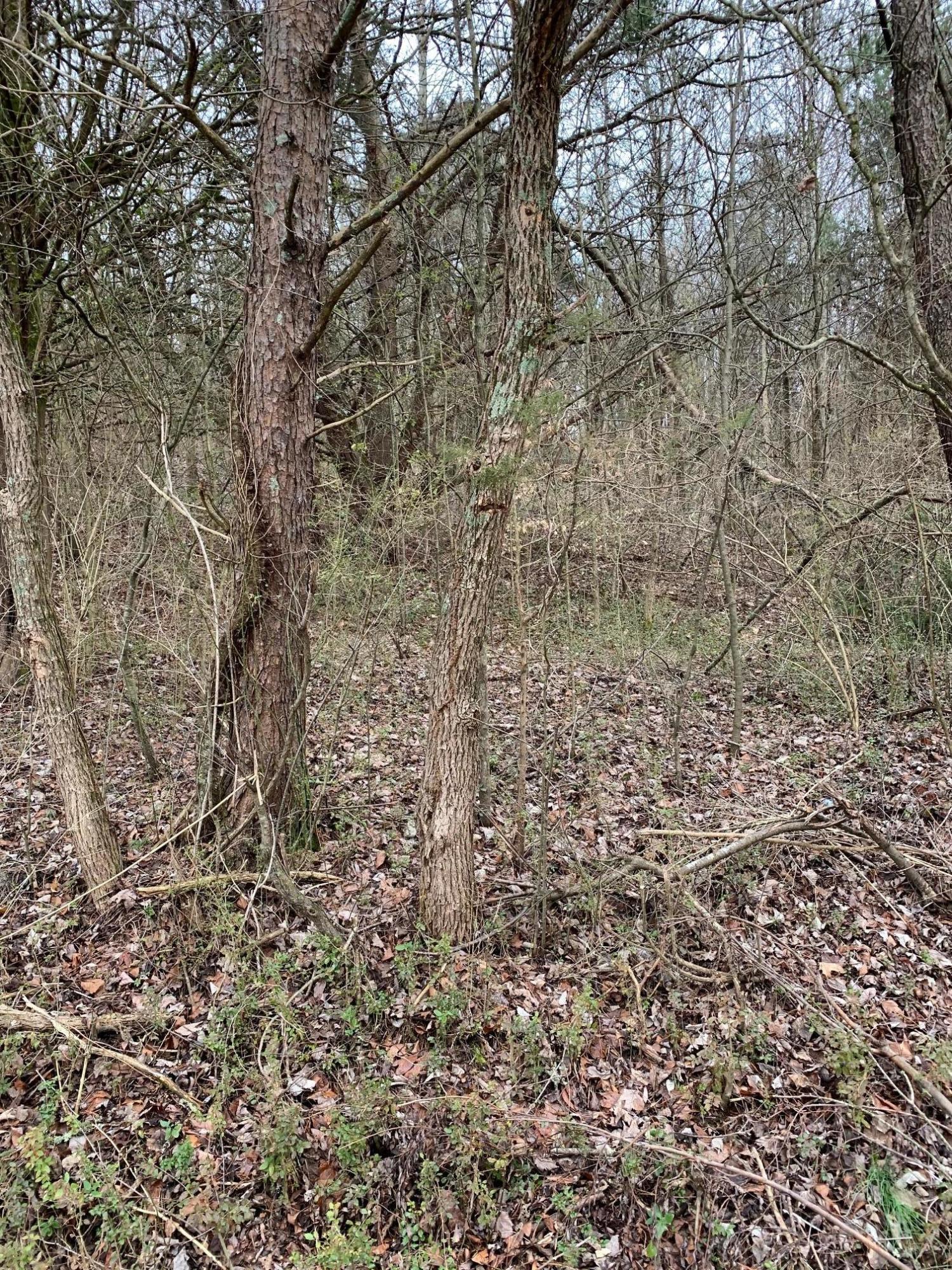 Lot 10 Brantley Acres Road Speedwell, TN 37870 - Photo 8 of 11 IMG_7436