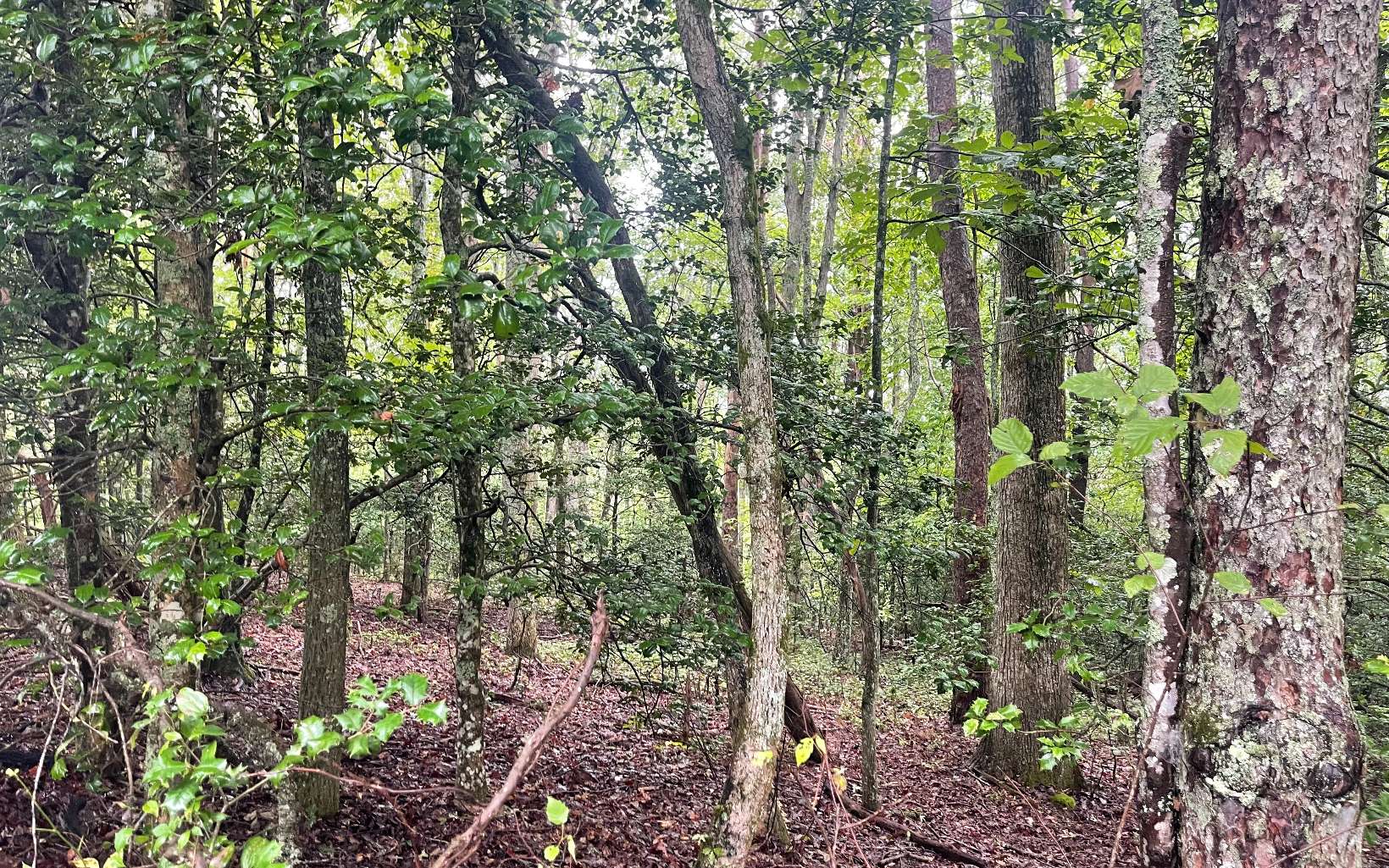 1 Hardscrabble Road Mineral Bluff, GA 30559 - Photo 10 of 28 Additional View