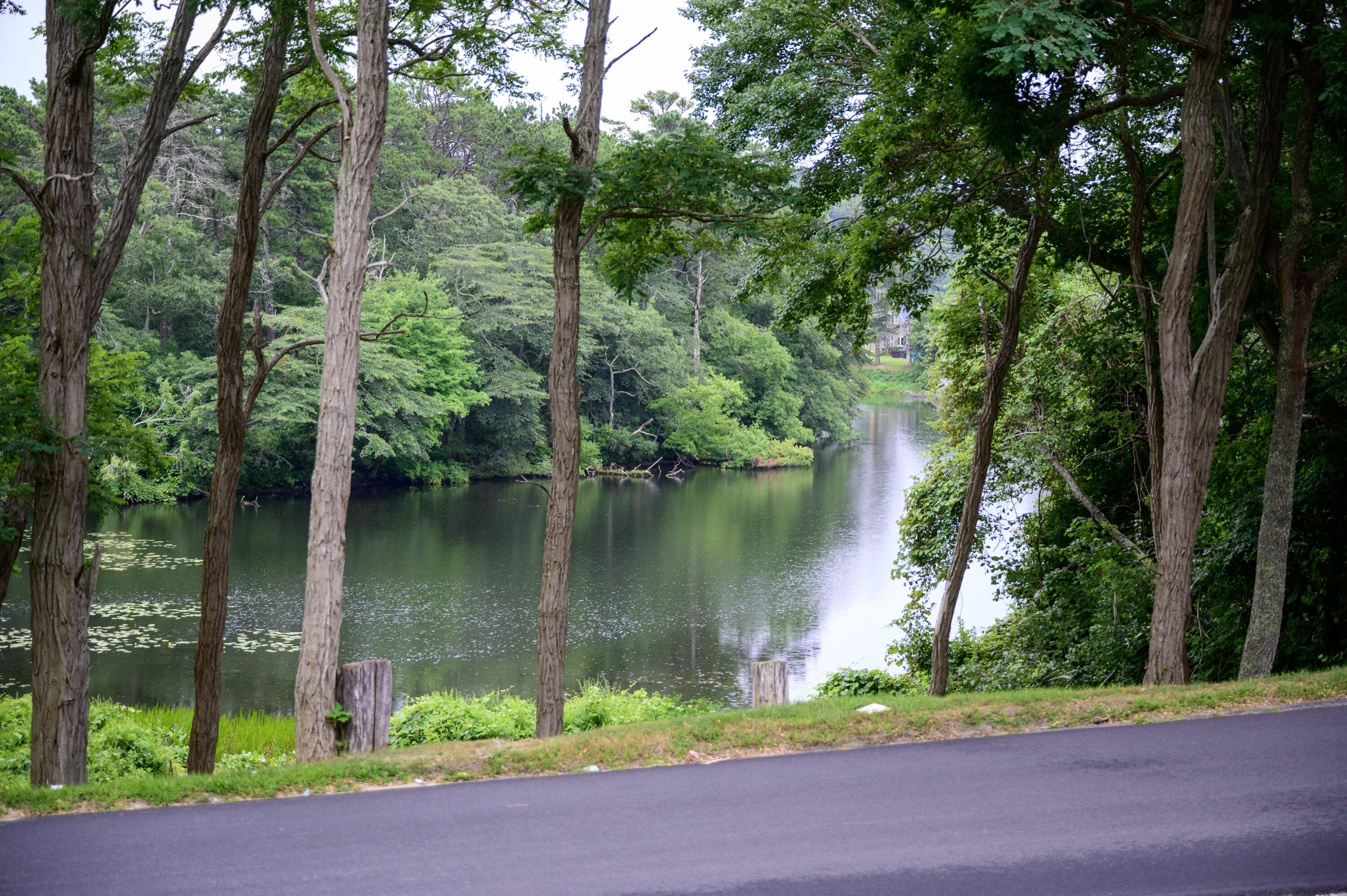 46 Bournedale Road Buzzards Bay, MA 02532 - Photo 42 of 46 a lake with a tree in the background