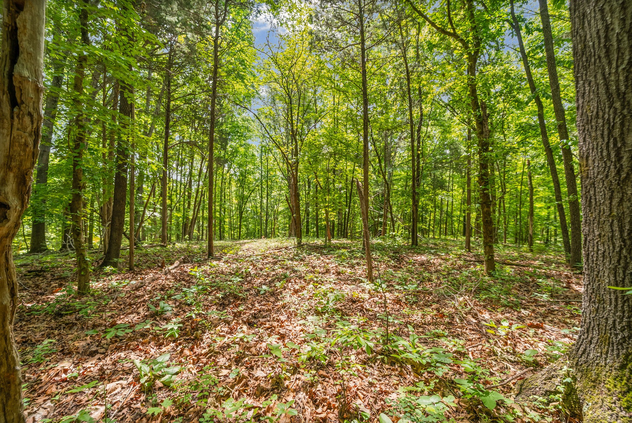 1 Budds Creek Road Palmyra, TN 37142 - Photo 2 of 76