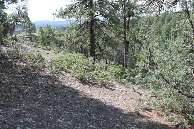 a view of a forest with trees in the background