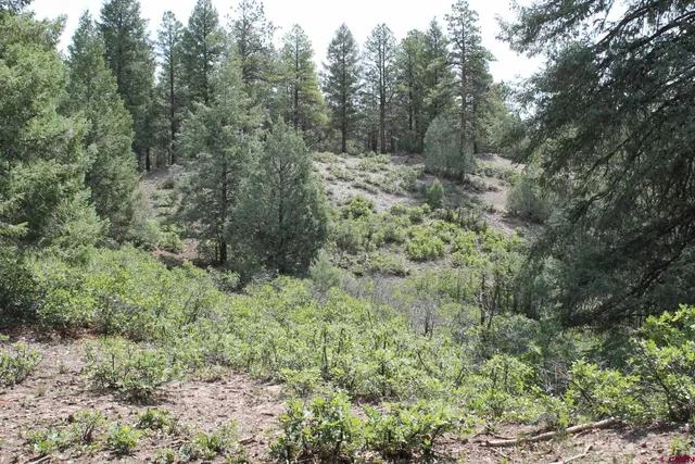 a view of a forest with trees in the background