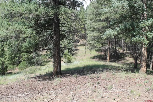 a view of a forest filled with trees