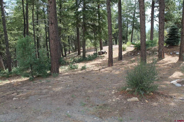 a view of a forest with trees in the background
