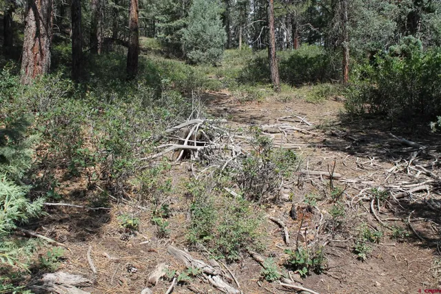 a view of a forest with trees