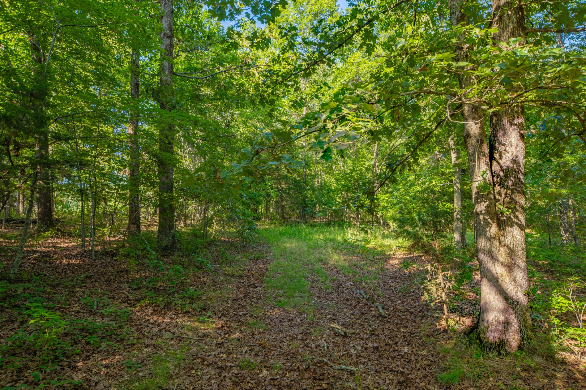 0 Pinewood Road Nunnelly, TN 37137 - Photo 4 of 64 Gallery Image 4