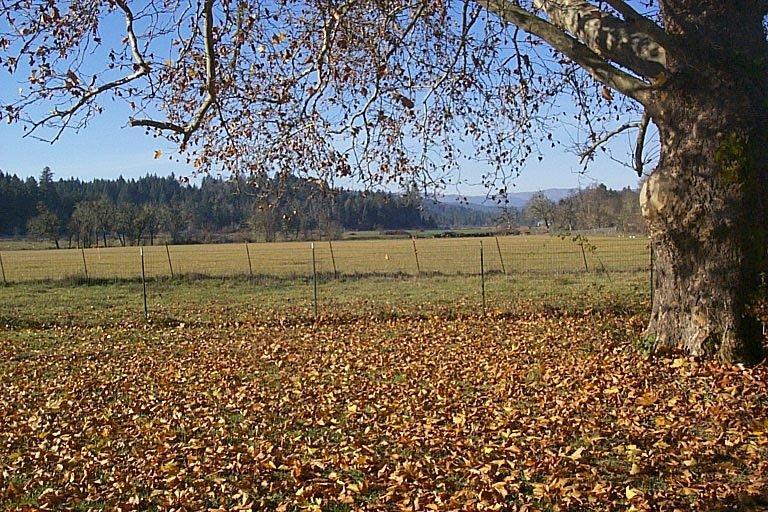 2581 Dick George Road Cave Junction, OR 97523 - Photo 12 of 27 Additional Photo