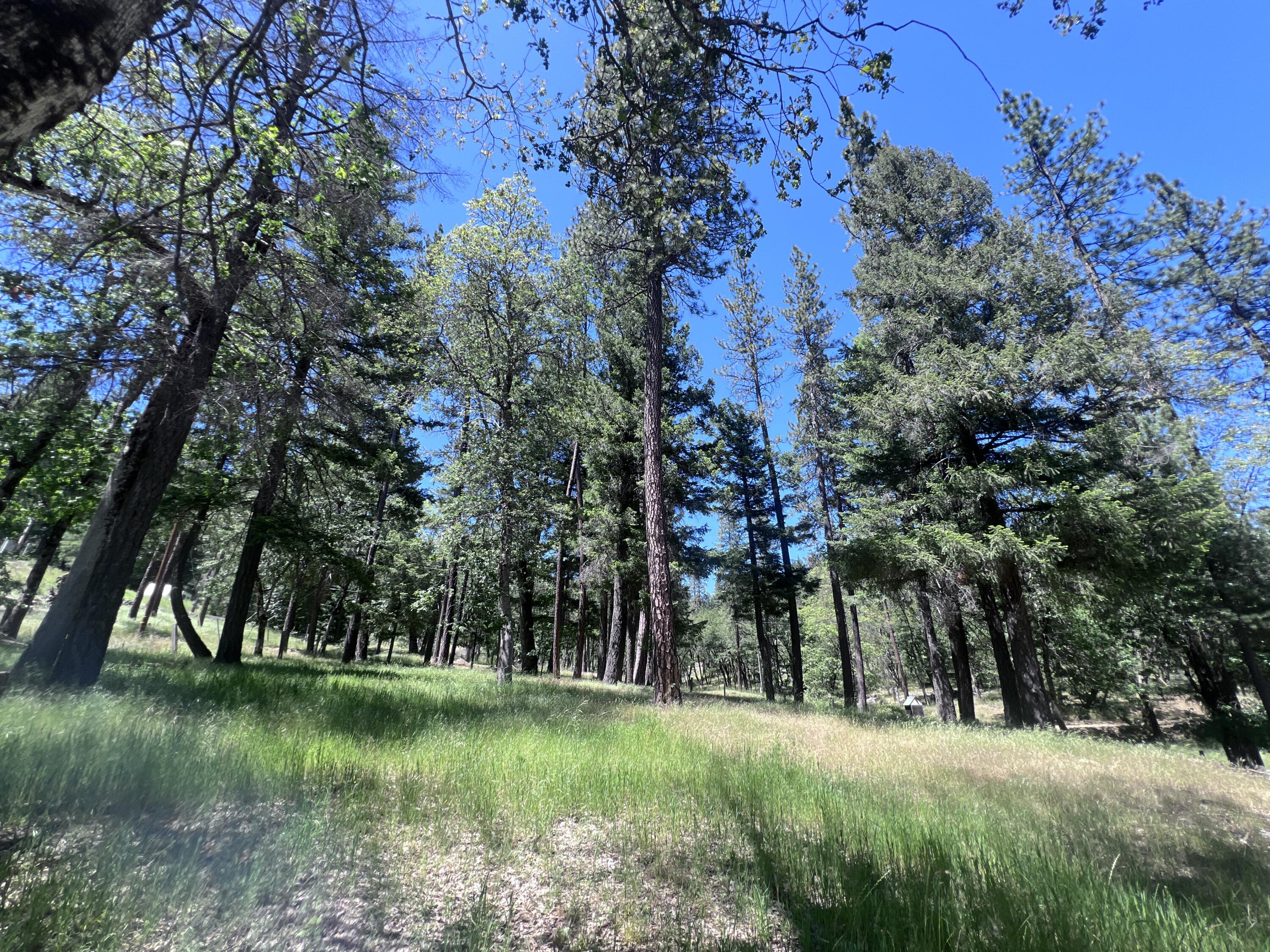 1411 Mc Alexander Road Hayfork, CA 96041 - Photo 18 of 38 Tall trees JPG
