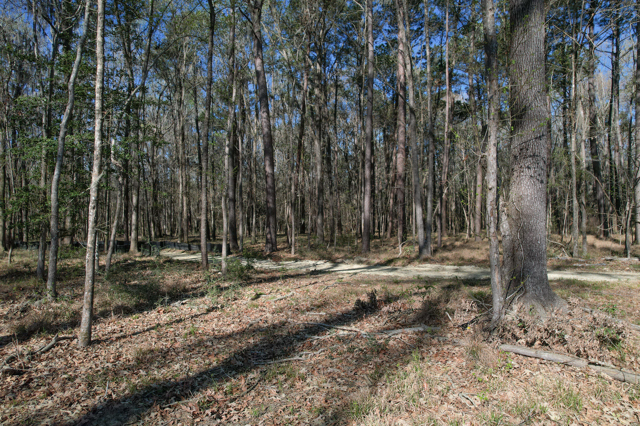 554 Point Comfort Road Moncks Corner, SC 29461 - Photo 9 of 14 limestone-driveway-sc