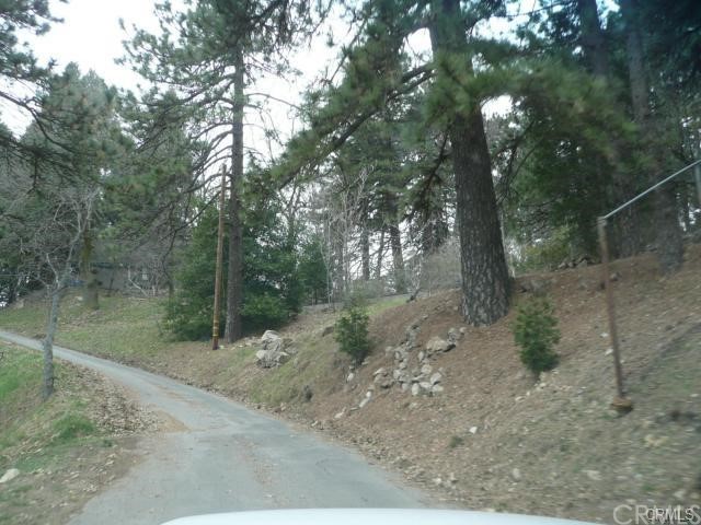 a view of a forest filled with trees
