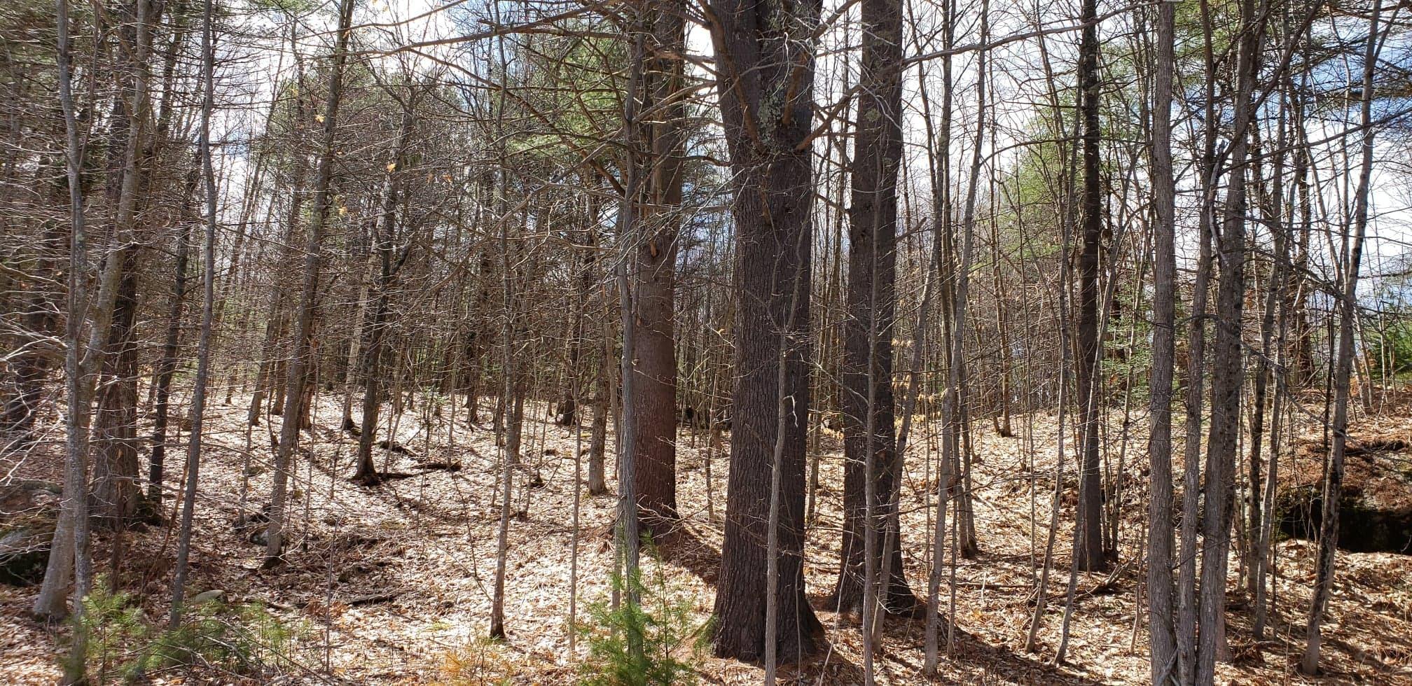 133 Harrison Road Norway, ME 04268 - Photo 6 of 9 58909891_1957873667655472_49814541239006