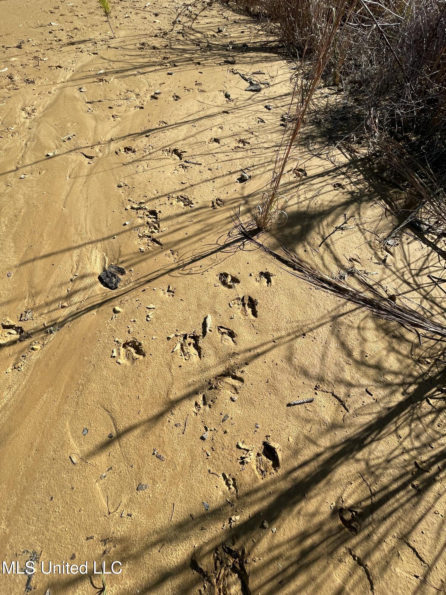 Underwood Ball Road Leakesville, MS 39451 - Photo 16 of 22 IMG_0294