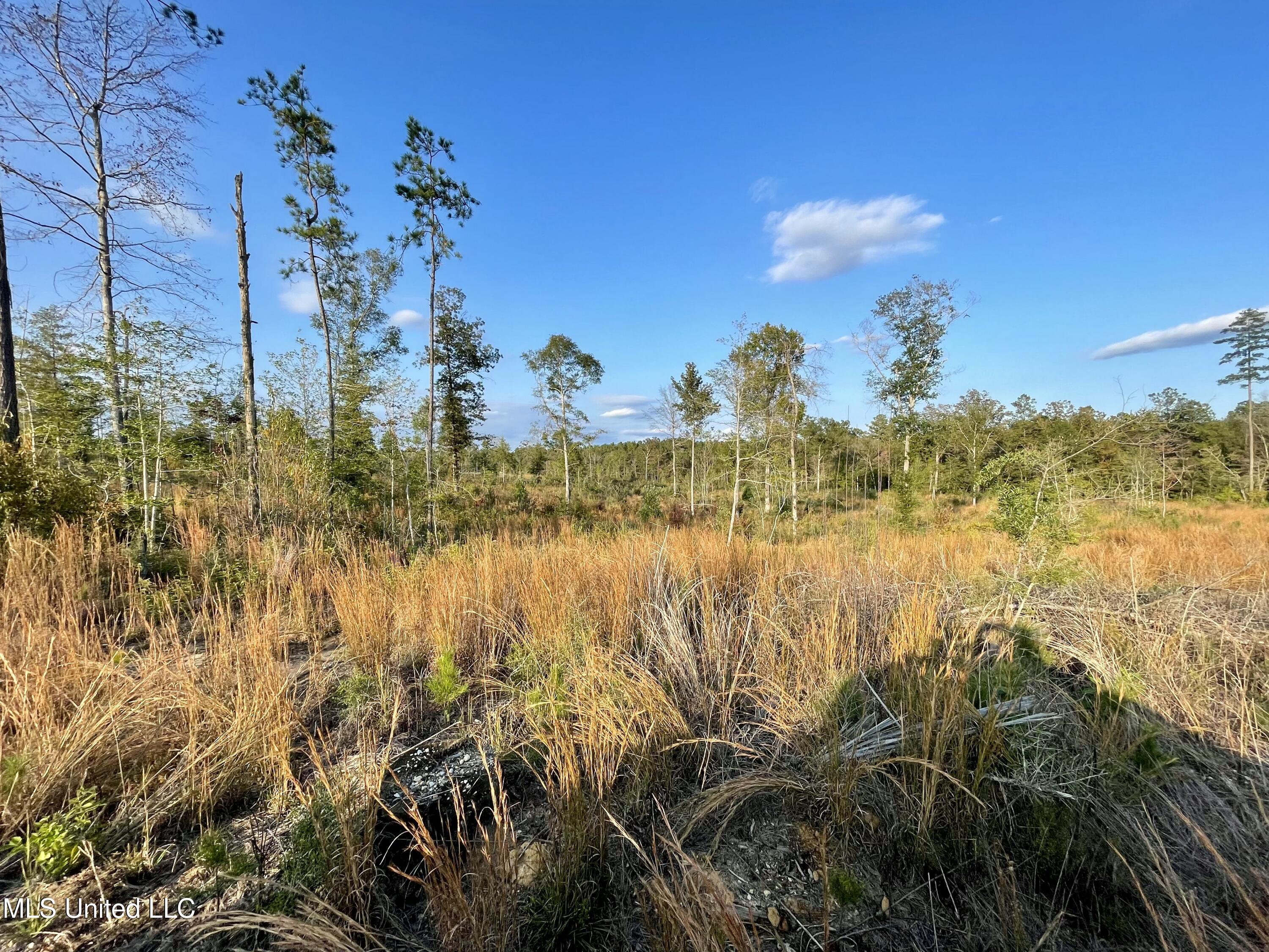 Underwood Ball Road Leakesville, MS 39451 - Photo 6 of 22 IMG_0224