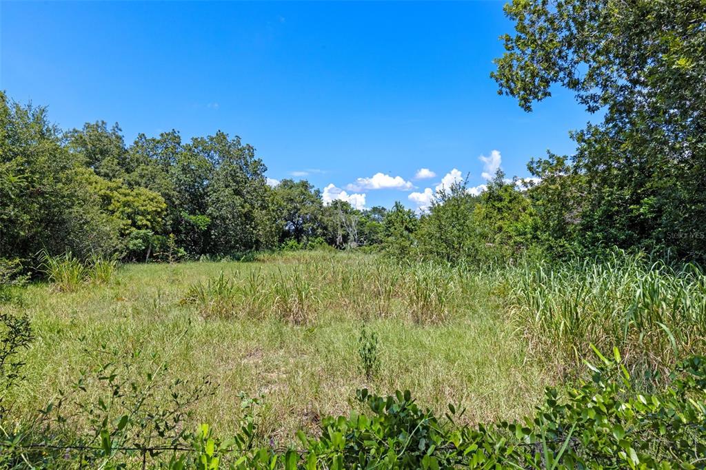 8th Street Montverde, FL 34756 - Photo 4 of 19 a view of a yard with an tree