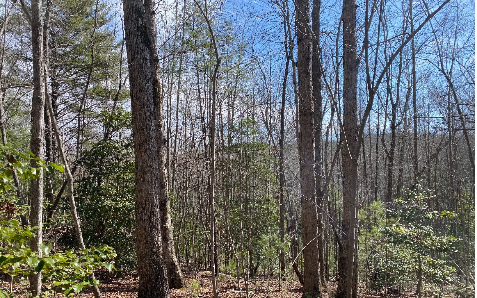 Natures Way Blue Ridge, GA 30513 - Photo 1 of 4 Main View