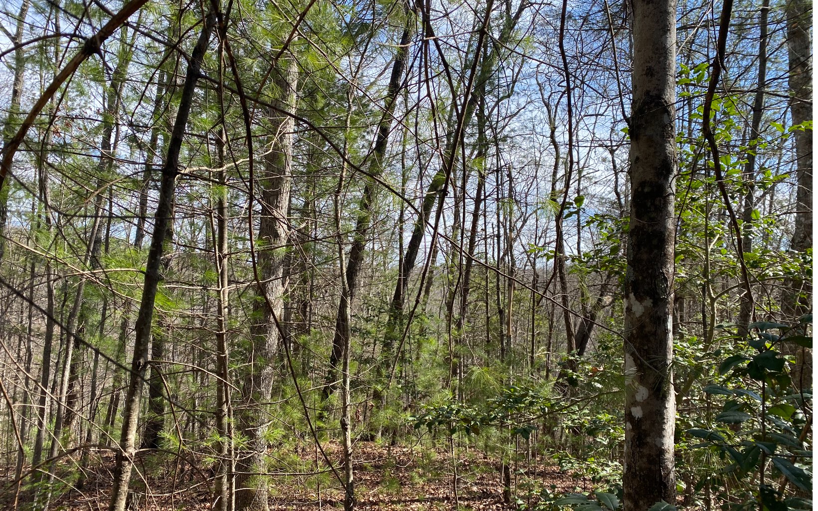 Natures Way Blue Ridge, GA 30513 - Photo 2 of 4 Additional View