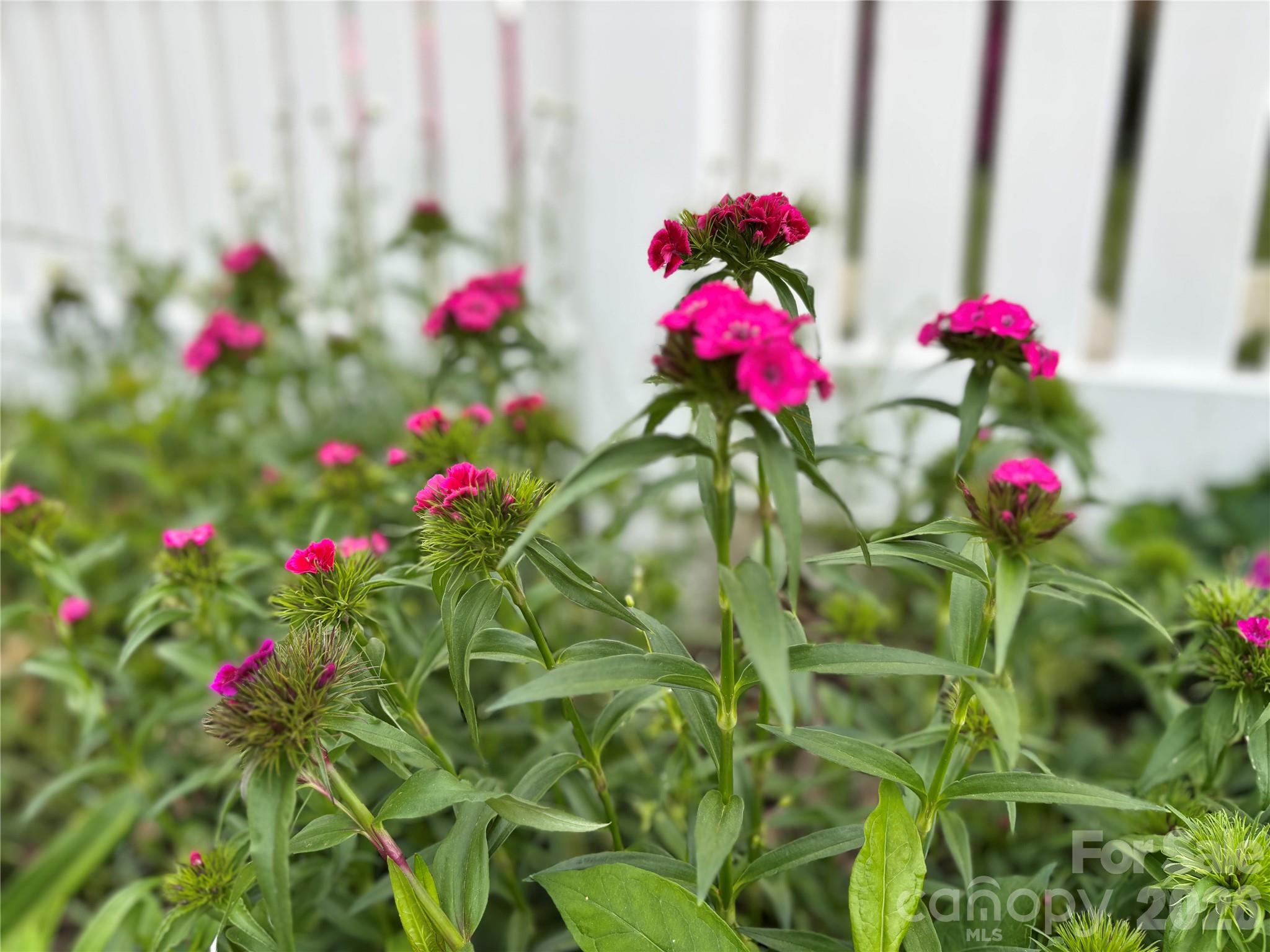 610 East Main Street Cherryville, NC 28021 - Photo 7 of 48 a view of a flower
