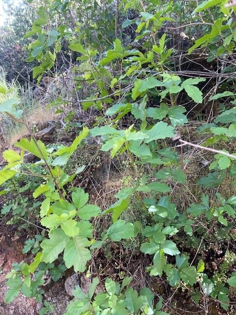 6600 Prospectors Road Lotus, CA 95651 - Photo 9 of 9 You should know what Poison Oak looks like!