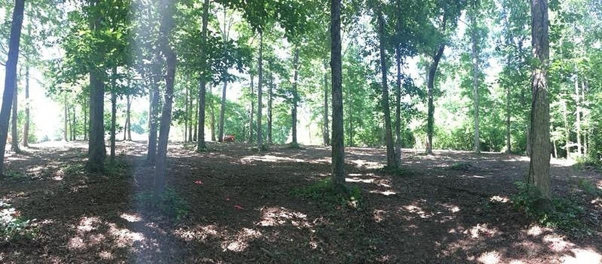 1700 Mt Gilead Road Cedar Grove, TN 38321 - Photo 13 of 14 a view of a forest with trees