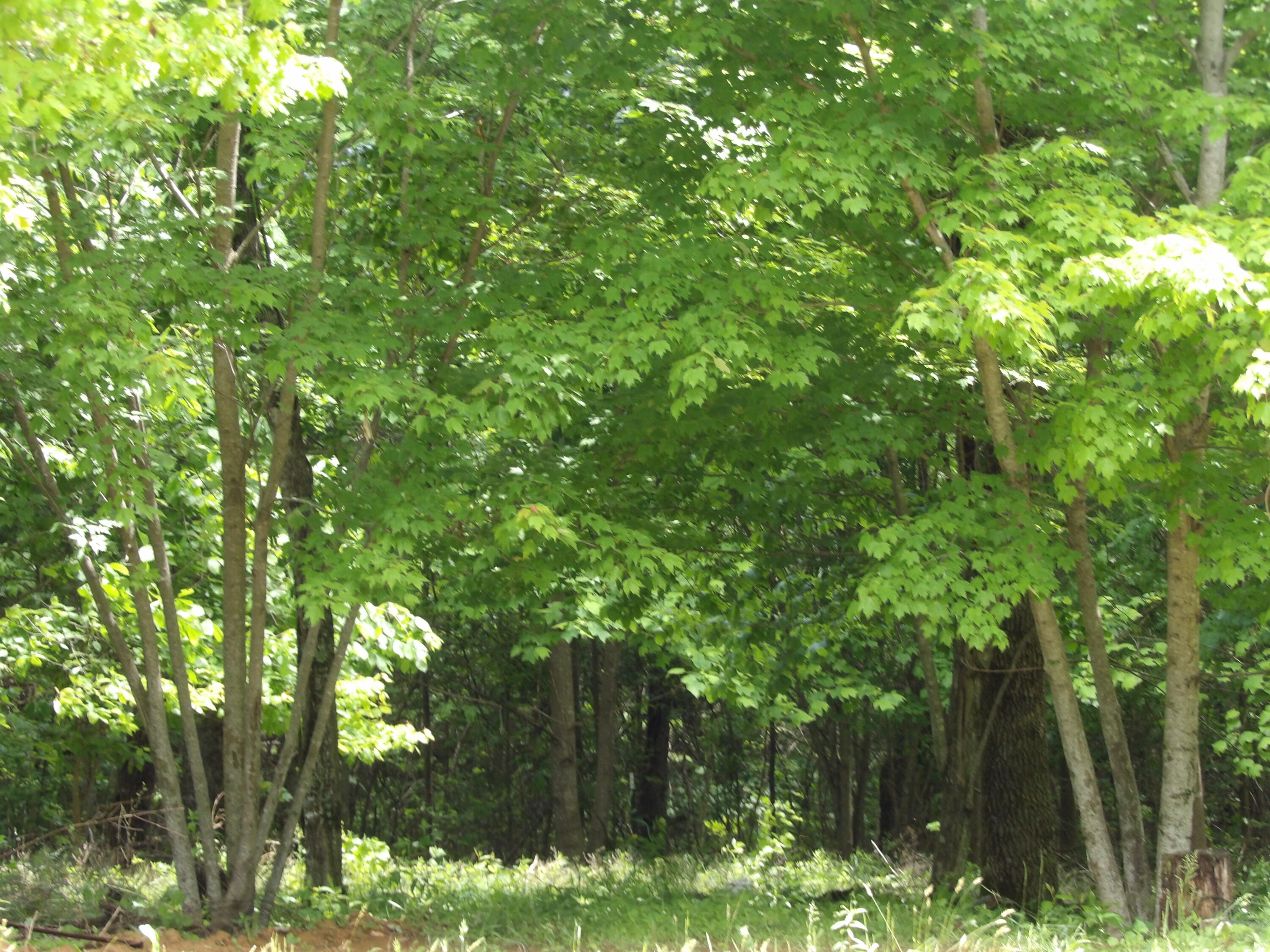 0 Kerley Road Spring City, TN 37381 - Photo 12 of 14 100_2489