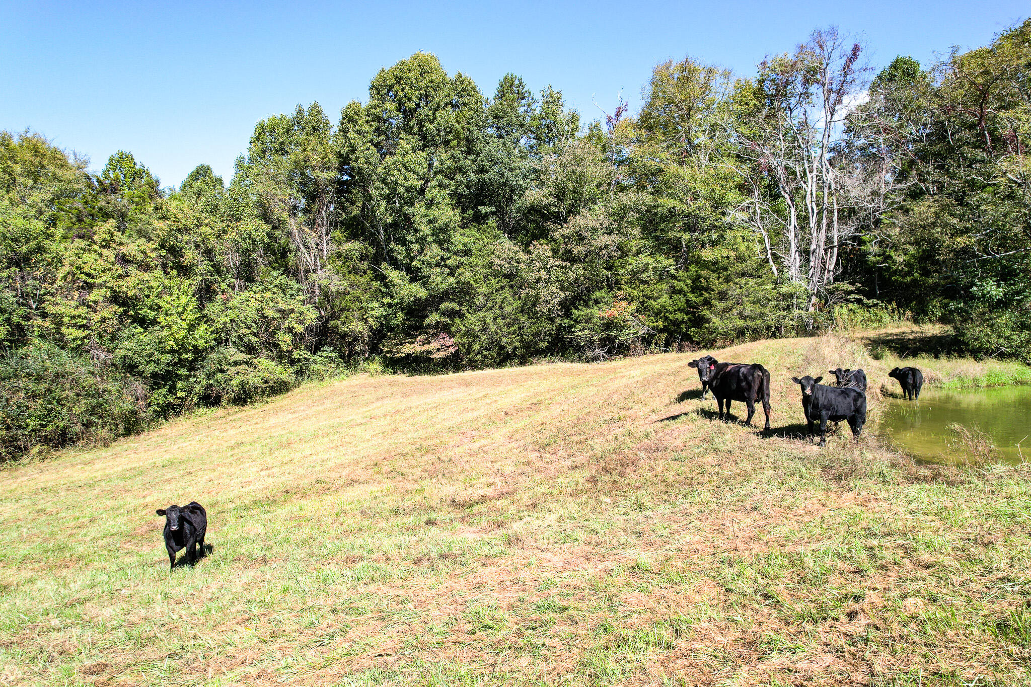 0 Old Baileyton Road, Unit 2 Afton, TN 37616 - Photo 14 of 18 DJI_0211