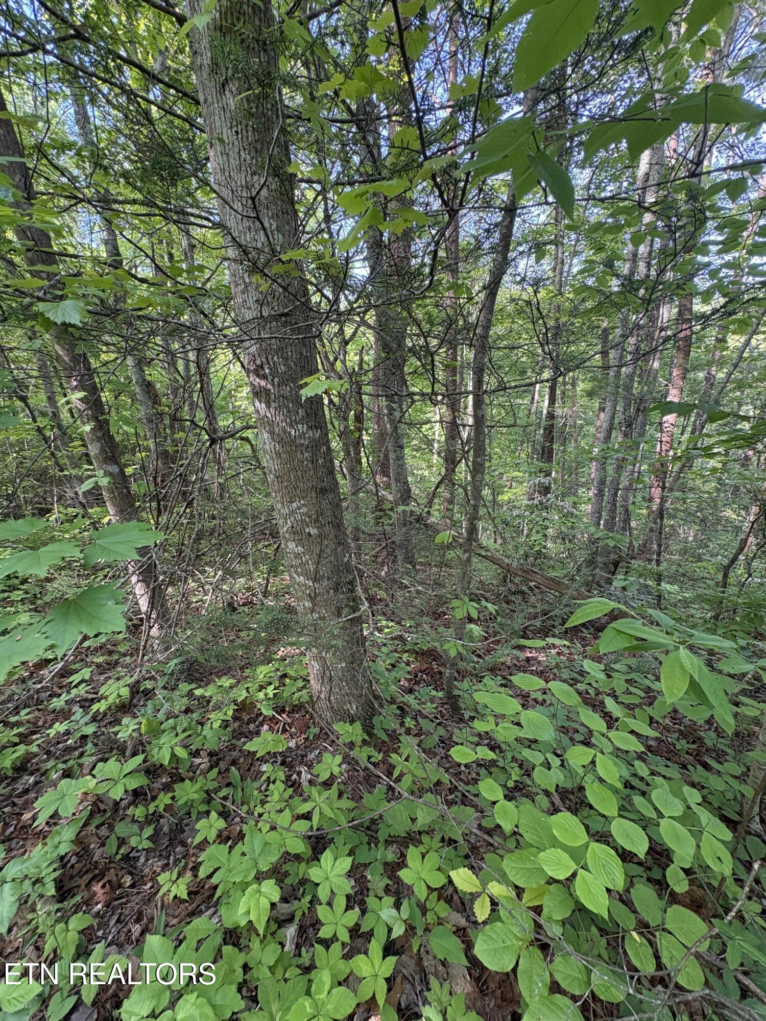 Lot 6 Walnut Flats Road Walland, TN 37886 - Photo 4 of 11 IMG_3933