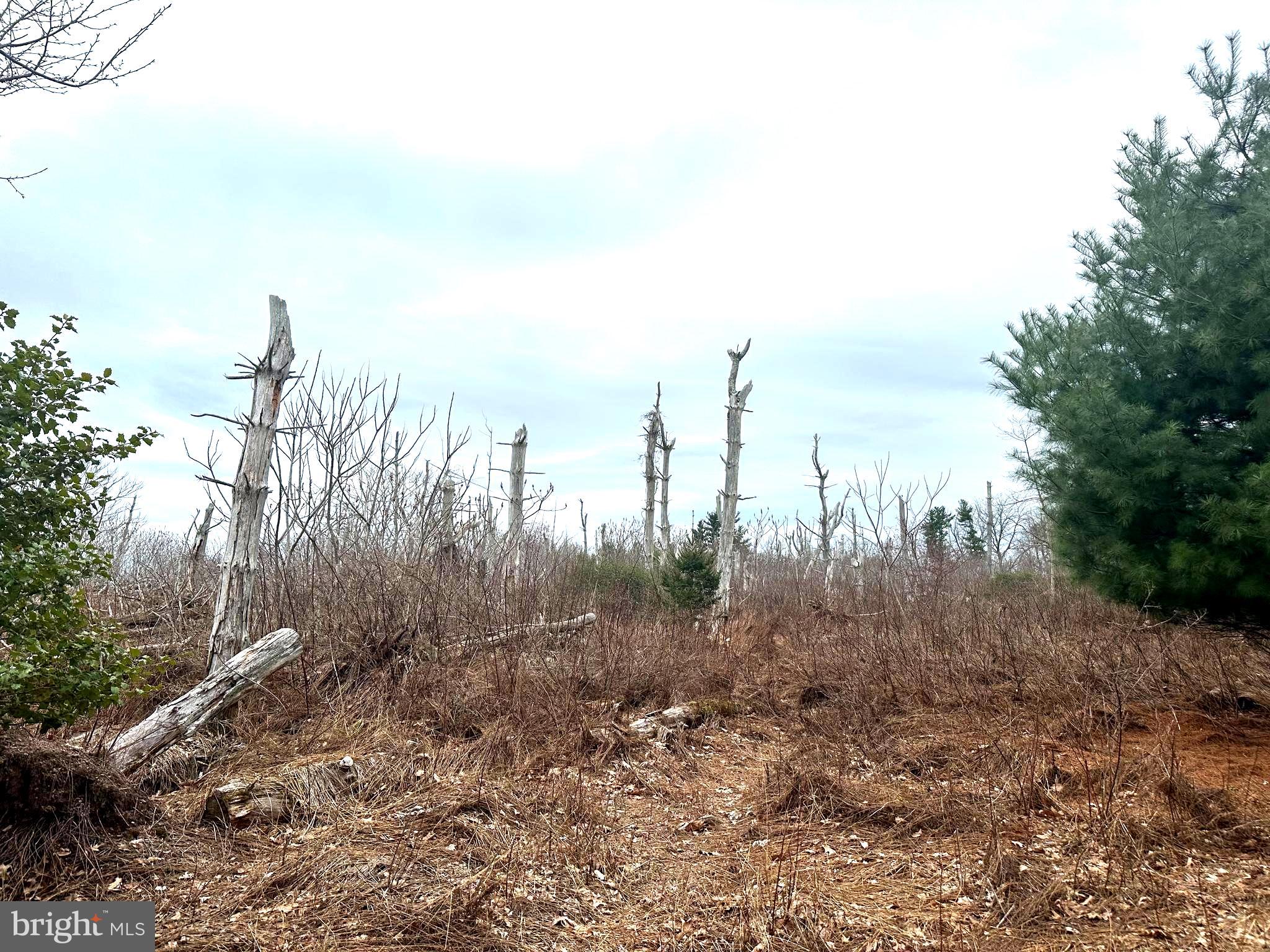 565 Cafferty Road Upper Black Eddy, PA 18972 - Photo 14 of 19 a view of a city with lots of bushes