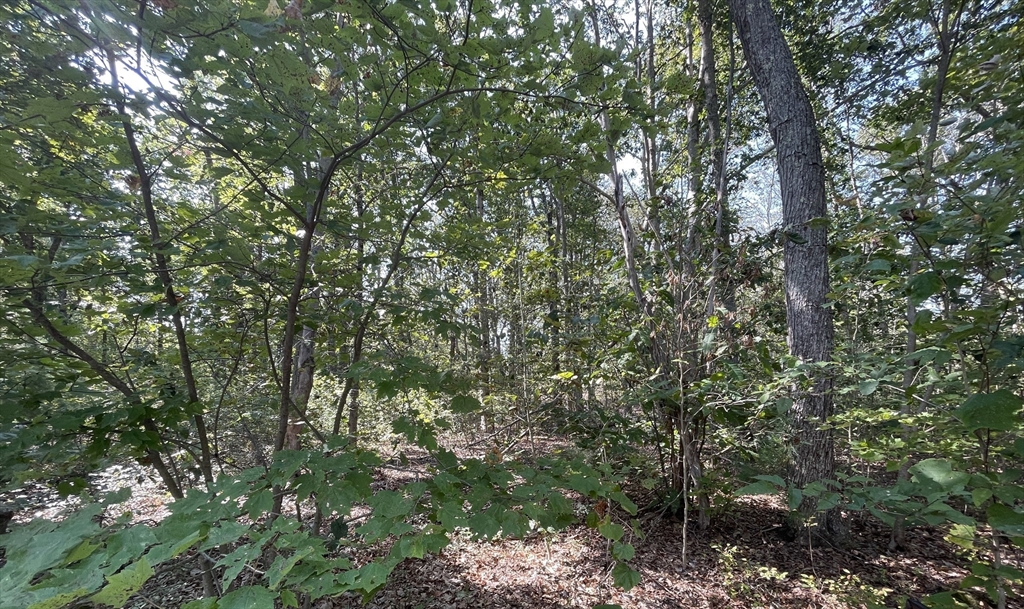 156 Rocky Hill Road Rehoboth, MA 02769 - Photo 1 of 3 a view of a forest with lots of trees