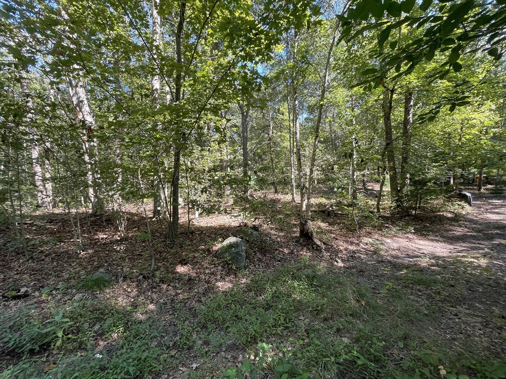 156 Rocky Hill Road Rehoboth, MA 02769 - Photo 2 of 3 a view of a forest with trees in the background