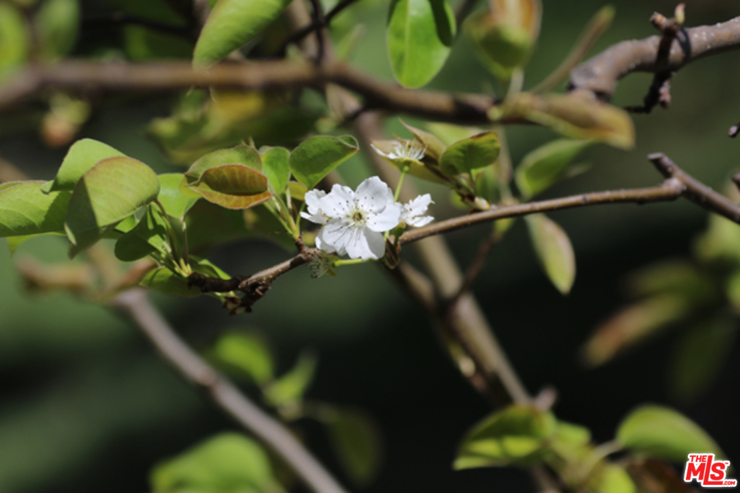 1580 Las Virgenes Road Calabasas, CA 91302 - Photo 46 of 51 a close up of a sink