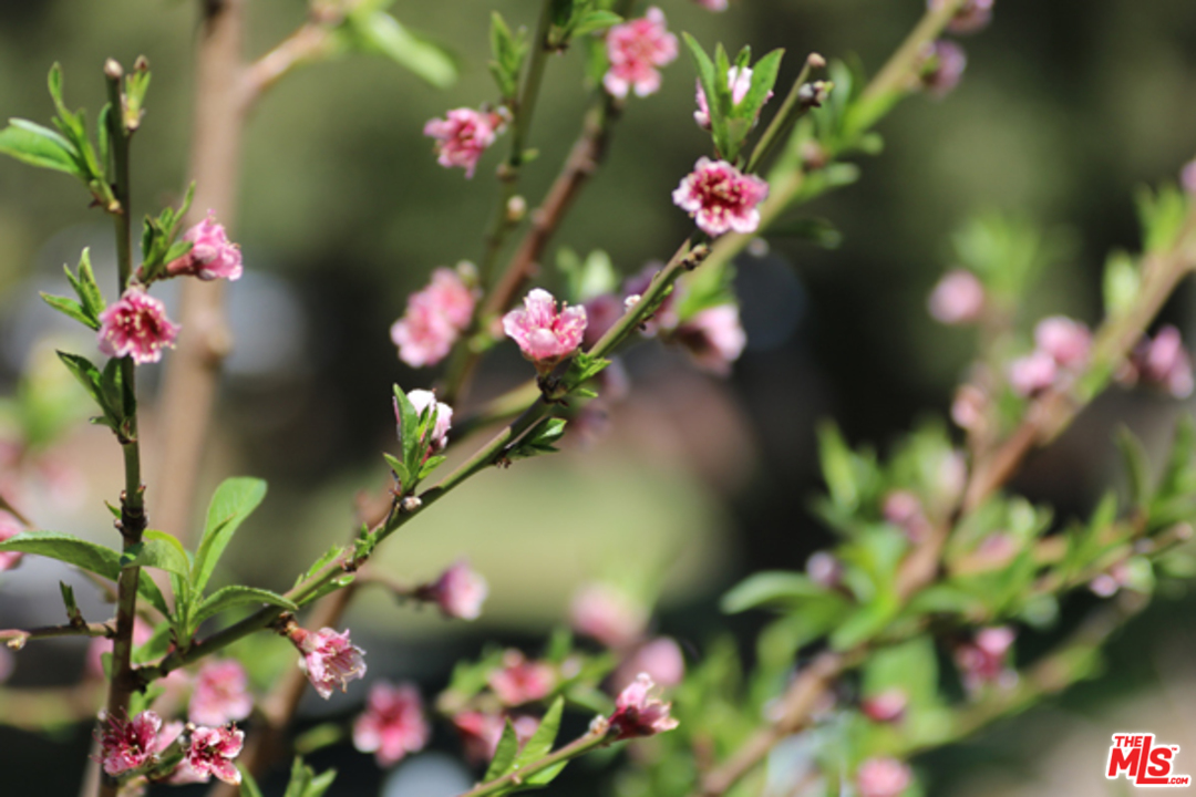1580 Las Virgenes Road Calabasas, CA 91302 - Photo 48 of 51 a view of a flower