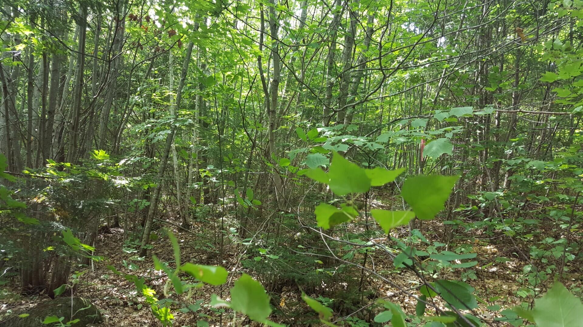 99 Parker Pond Road Jay, ME 04239 - Photo 2 of 9 1