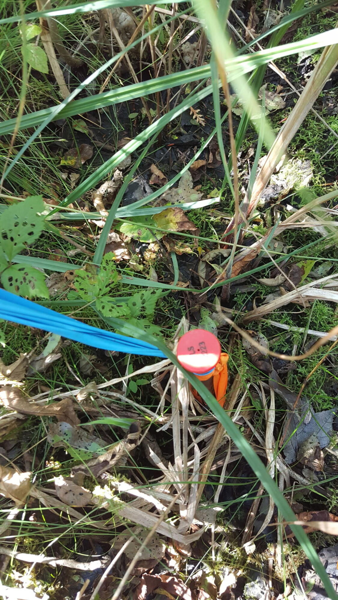 99 Parker Pond Road Jay, ME 04239 - Photo 6 of 9 6