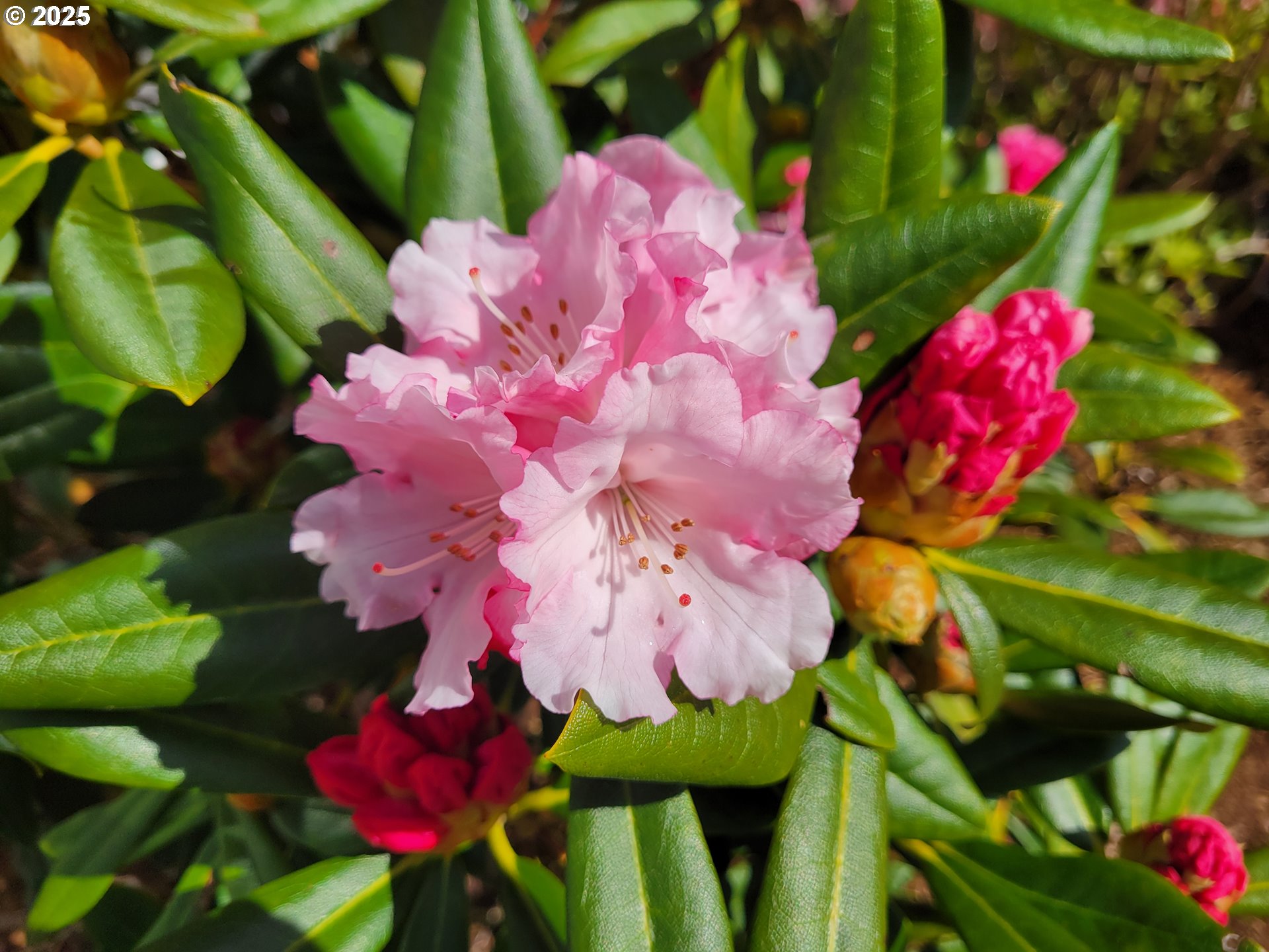 160 Southwest 59th Street South Beach, OR 97366 - Photo 35 of 45 a view of a flower
