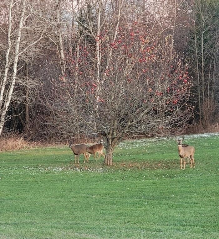2 Maynard Court Grand Isle, VT 05458 - Photo 54 of 60