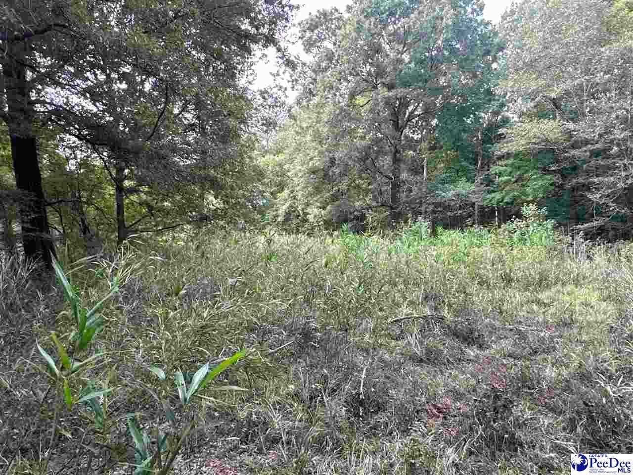 75-acres North Old Georgetown Road Coward, SC 29530 - Photo 25 of 27 Gallery Image 25