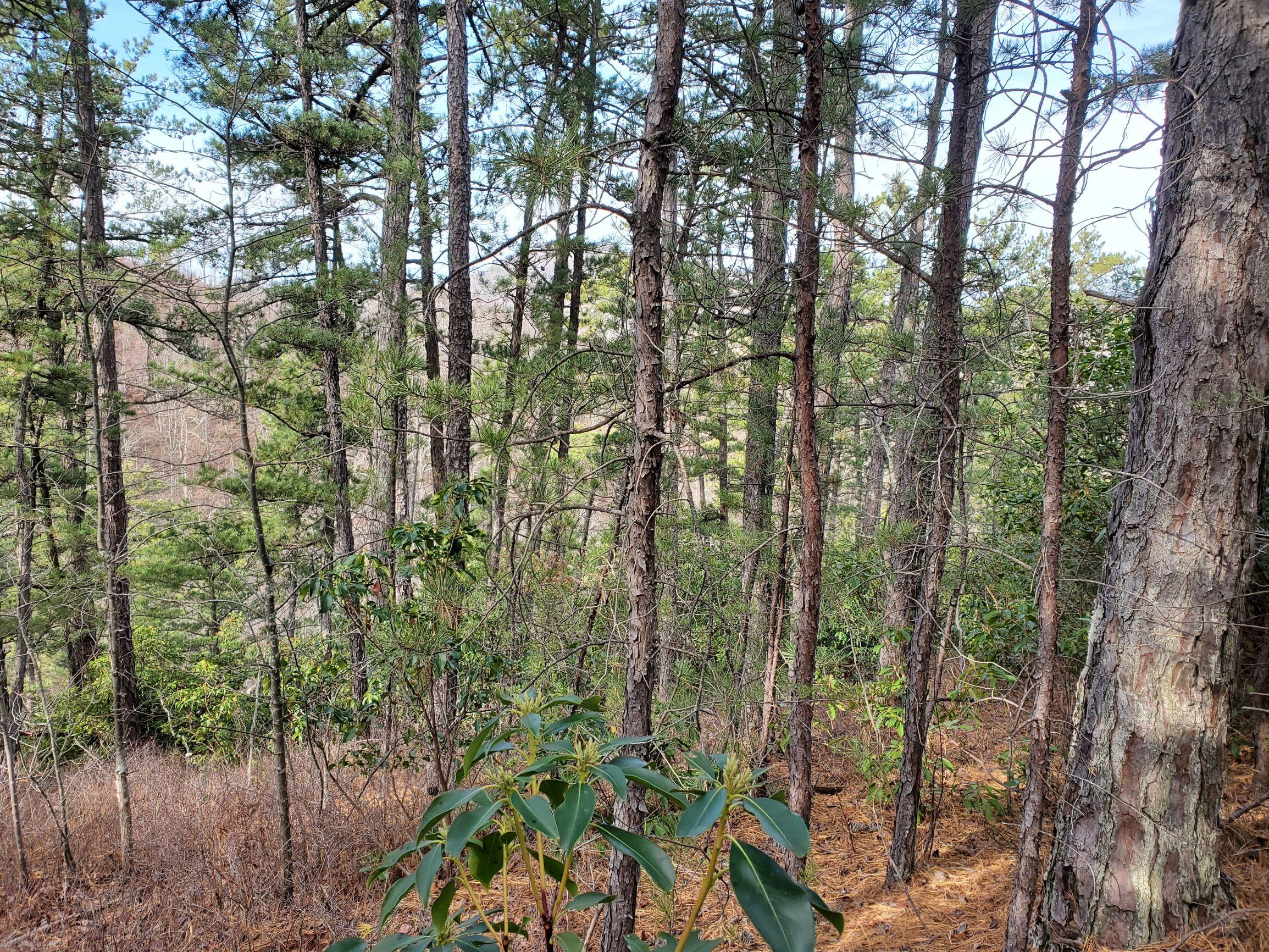 Lot 3-4 High Ridge Way Sevierville, TN 37862 - Photo 10 of 11 20201223_114850