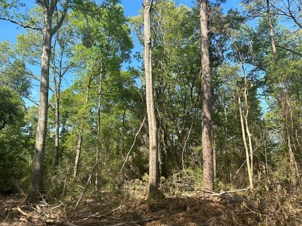 0 North Ranch Road Foxworth, MS 39483 - Photo 16 of 38 Photo 16