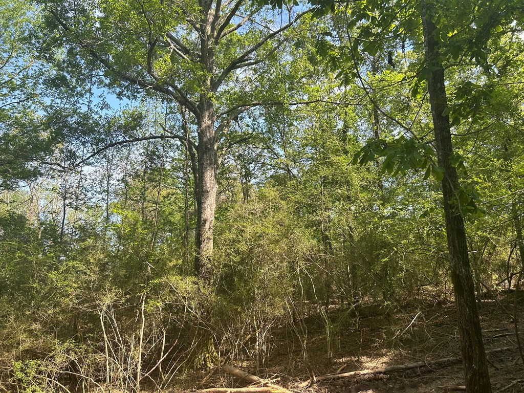 0 North Ranch Road Foxworth, MS 39483 - Photo 20 of 38 Photo 20