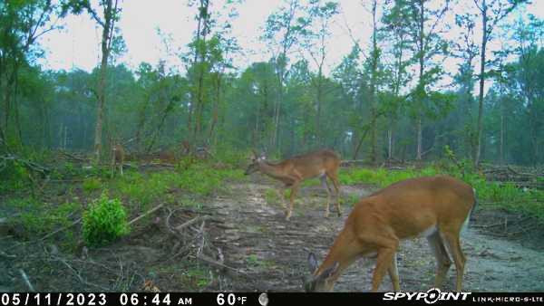 0 North Ranch Road Foxworth, MS 39483 - Photo 29 of 38 Photo 30