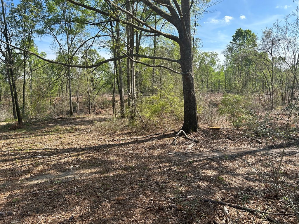 0 North Ranch Road Foxworth, MS 39483 - Photo 6 of 38 Photo 6