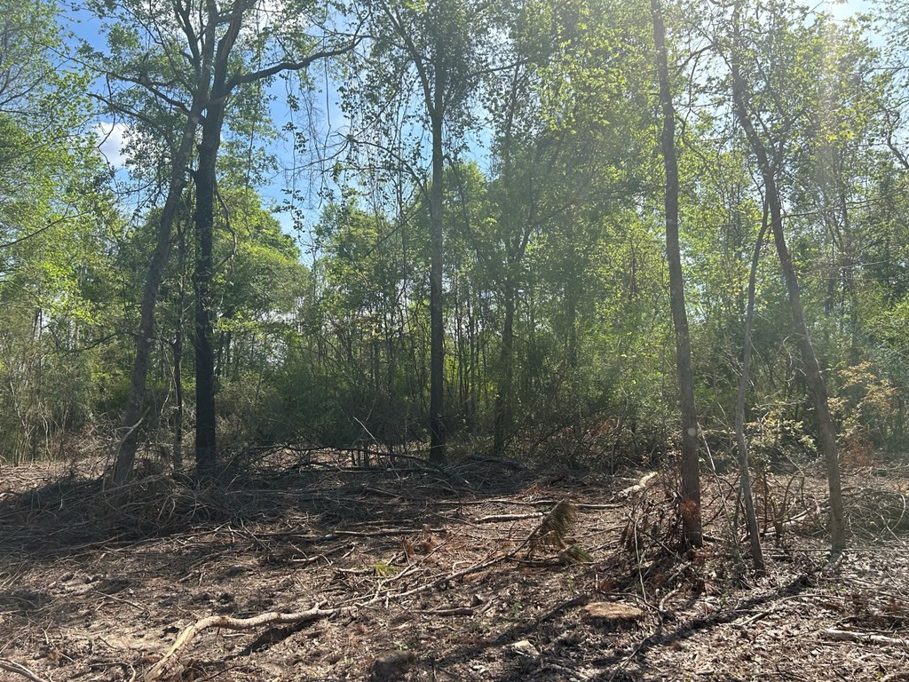 0 North Ranch Road Foxworth, MS 39483 - Photo 8 of 38 Photo 8