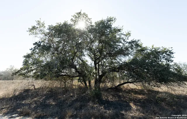 a view of a tree in a yard