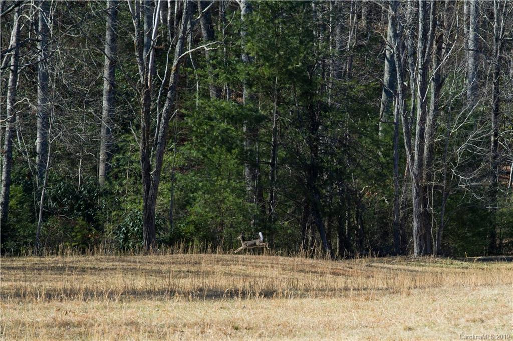 126-acres Bald Rock Road Balsam Grove, NC 28708 - Photo 42 of 47 Gallery Image 42